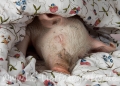 09 Schwein gehabt